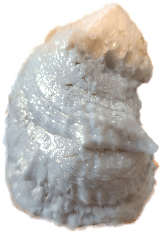 Blue daisy Oyster Trinket Dish