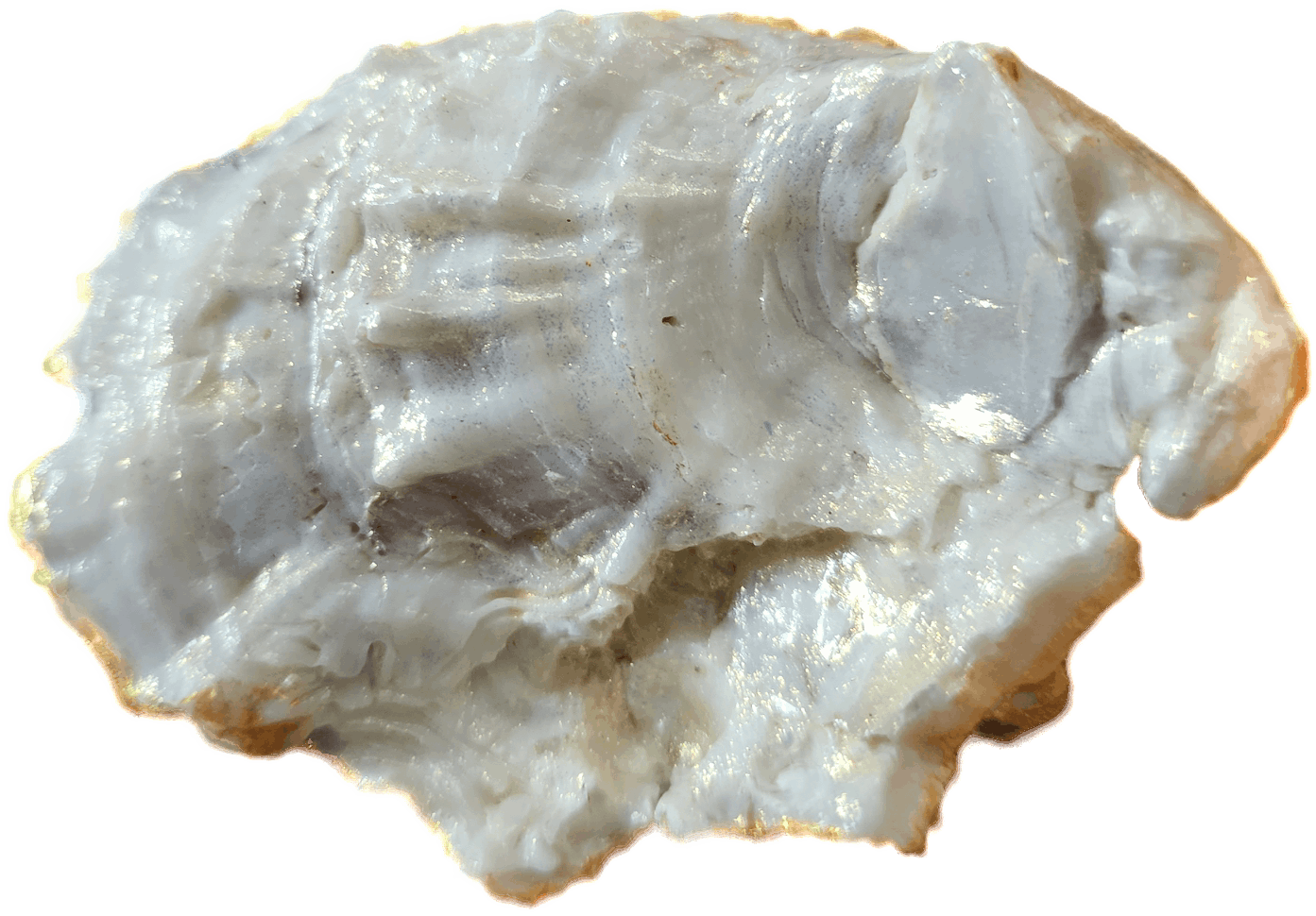 Donkey Oyster Shell Trinket Dish