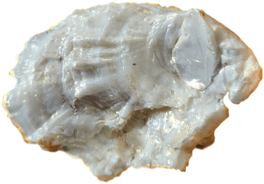 Donkey Oyster Shell Trinket Dish