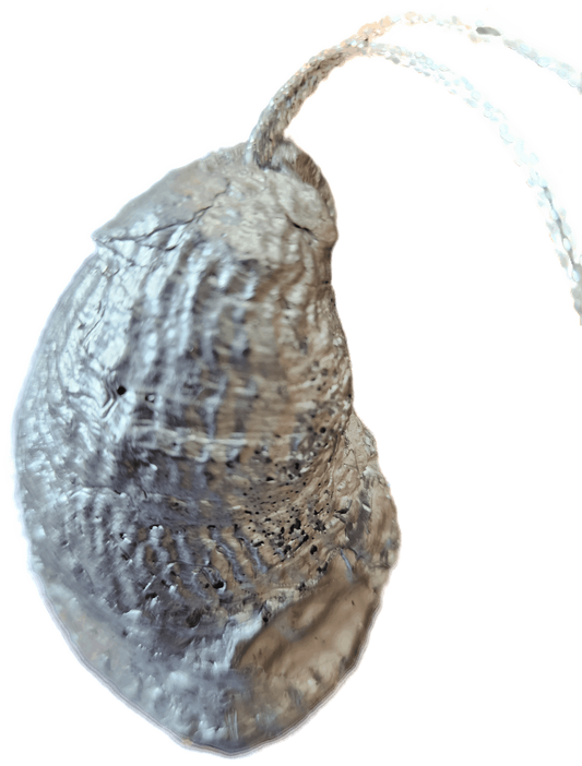 Donkey Oyster Ornament