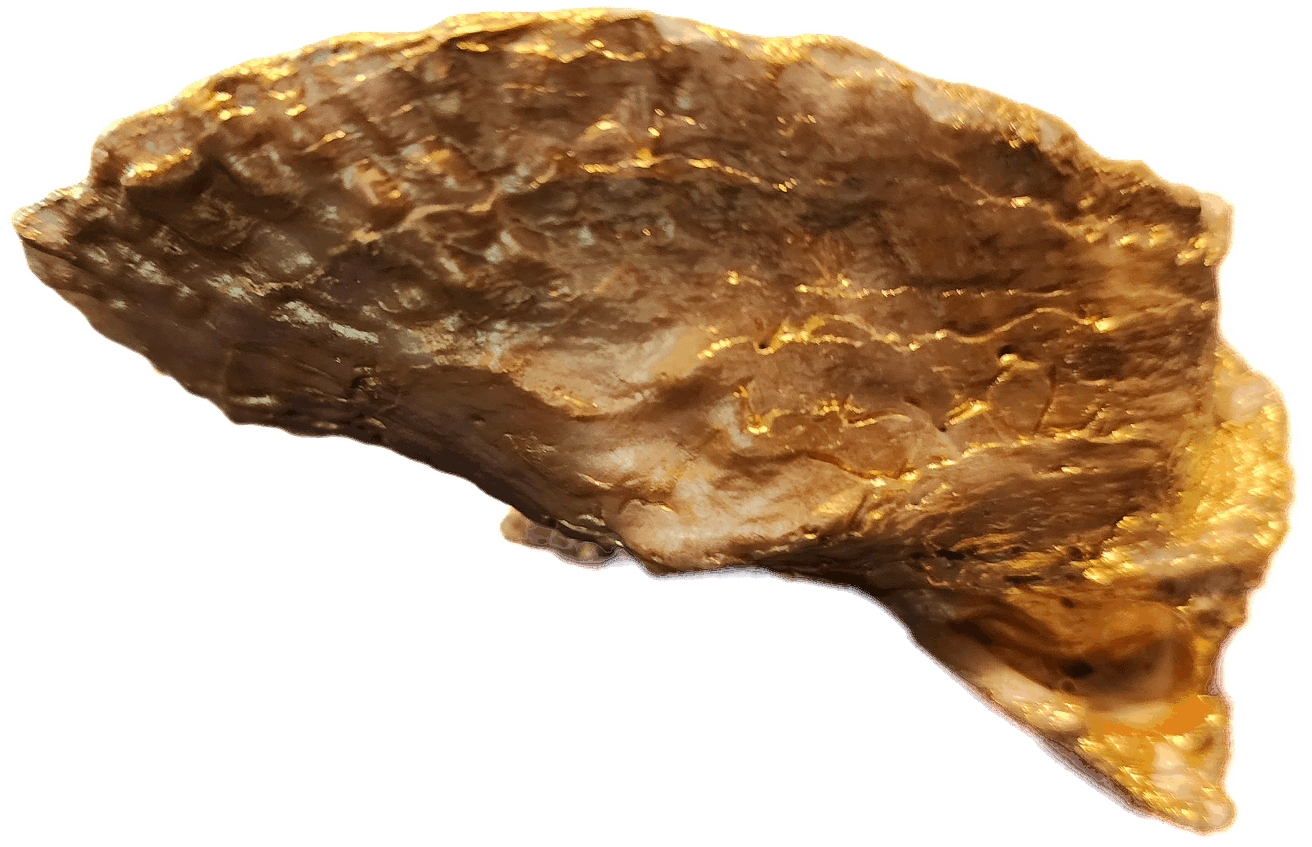 Harvest Oyster Shell Trinket