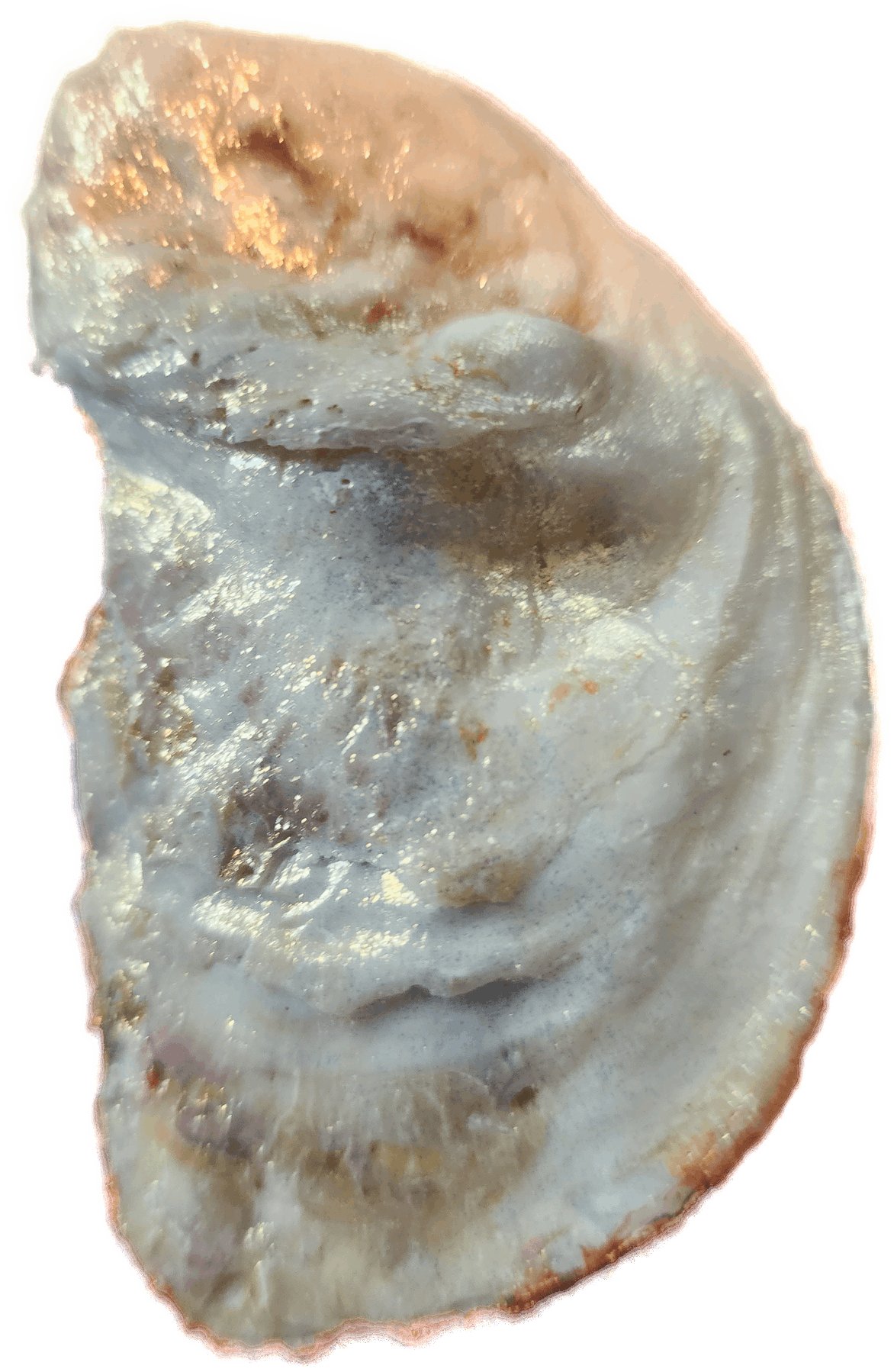 A Basket of Gourds Oyster Shell Trinket Dish