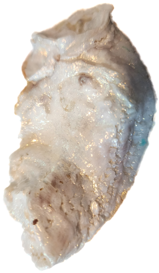Purple, Green & Gold Oyster Shell