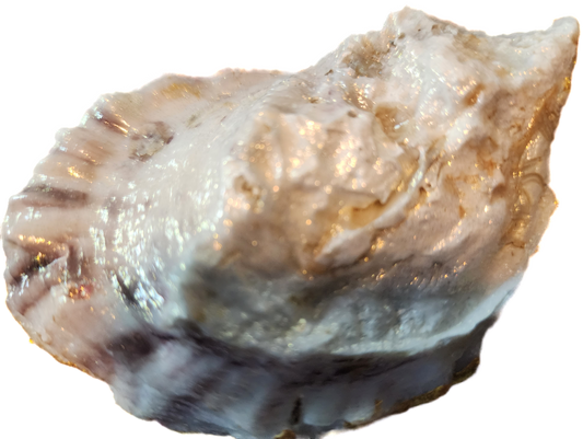 PInk, White & Gold Oyster Trinket Dish