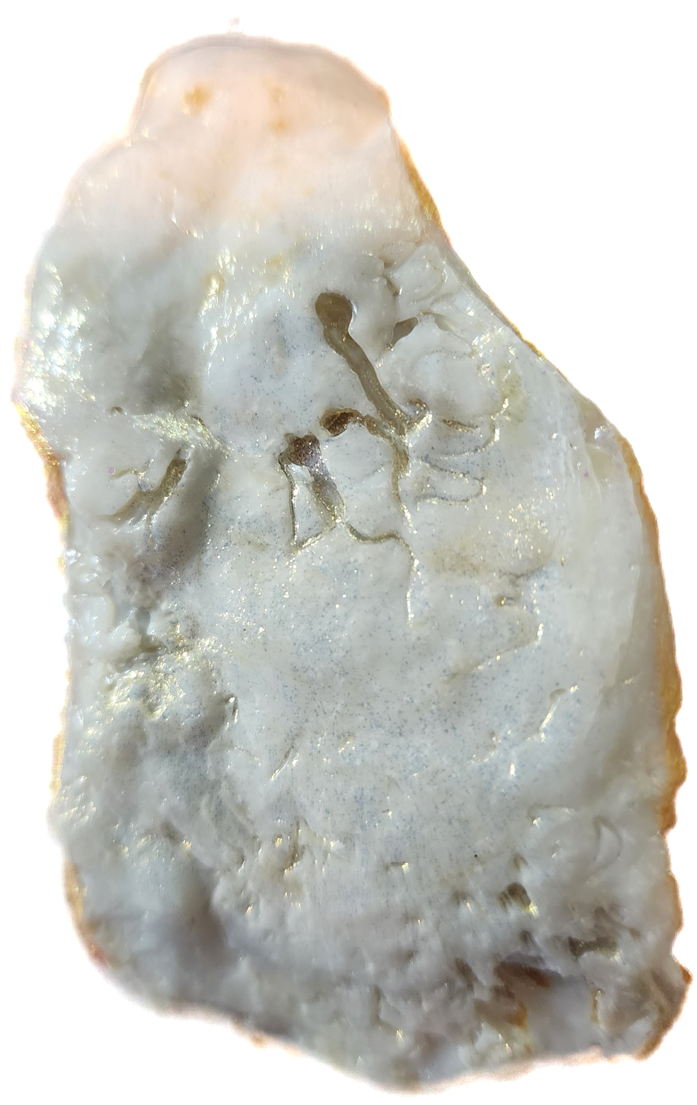 Small Daisy Oyster Shell