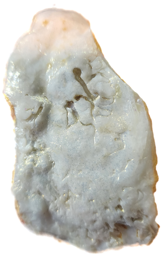 Small Daisy Oyster Shell