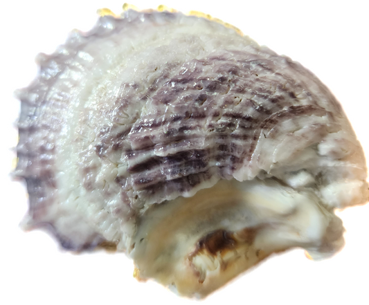 Merry Christmas Oyster Trinket Dish - SOLD