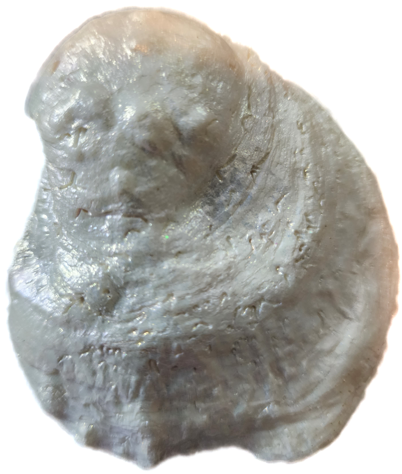 Woodland Deer Oyster Trinket Dish - SOLD