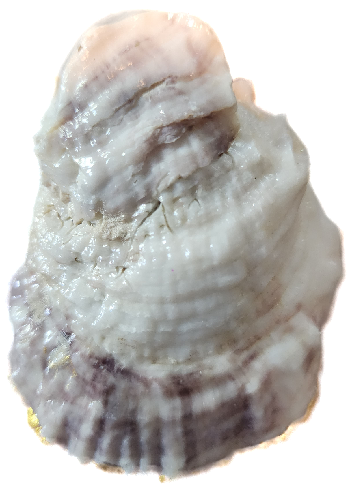 Snow Bunny Oyster Trinket Dish - SOLD