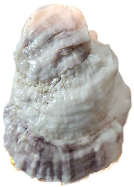 Snow Bunny Oyster Trinket Dish - SOLD