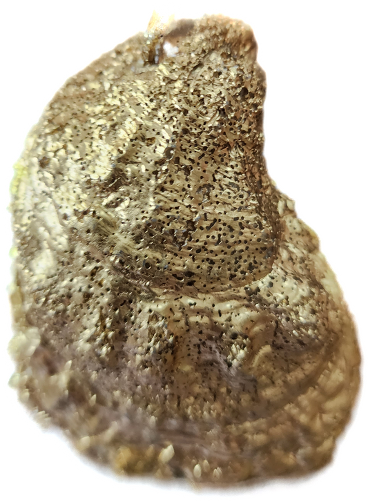 Red Pumpkin & Flowers Oyster Ornament