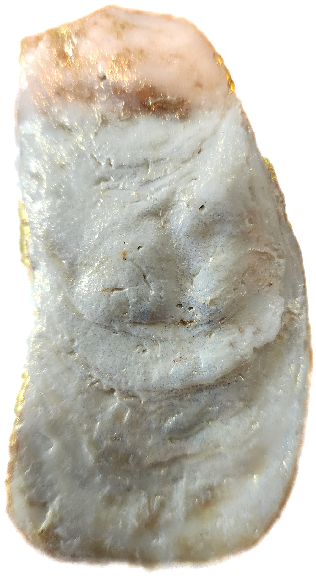 Pumpkins & Gourds Oyster Trinket Ornament