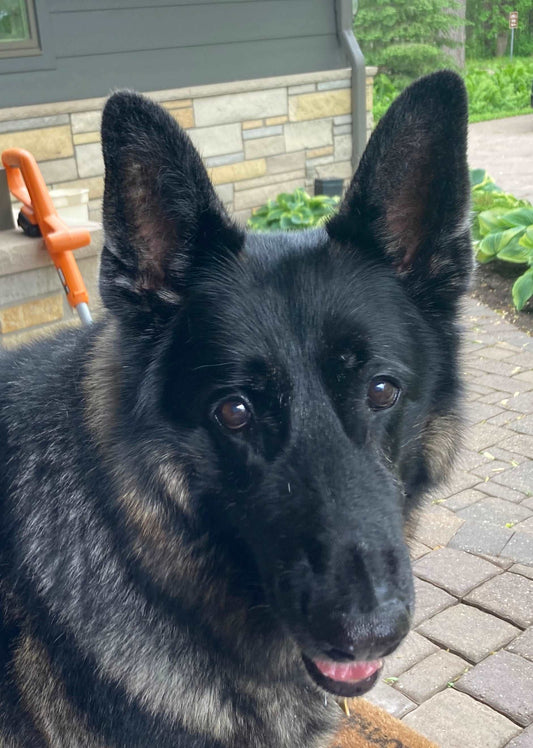 Dog Portrait of Herman the German Shepherd
