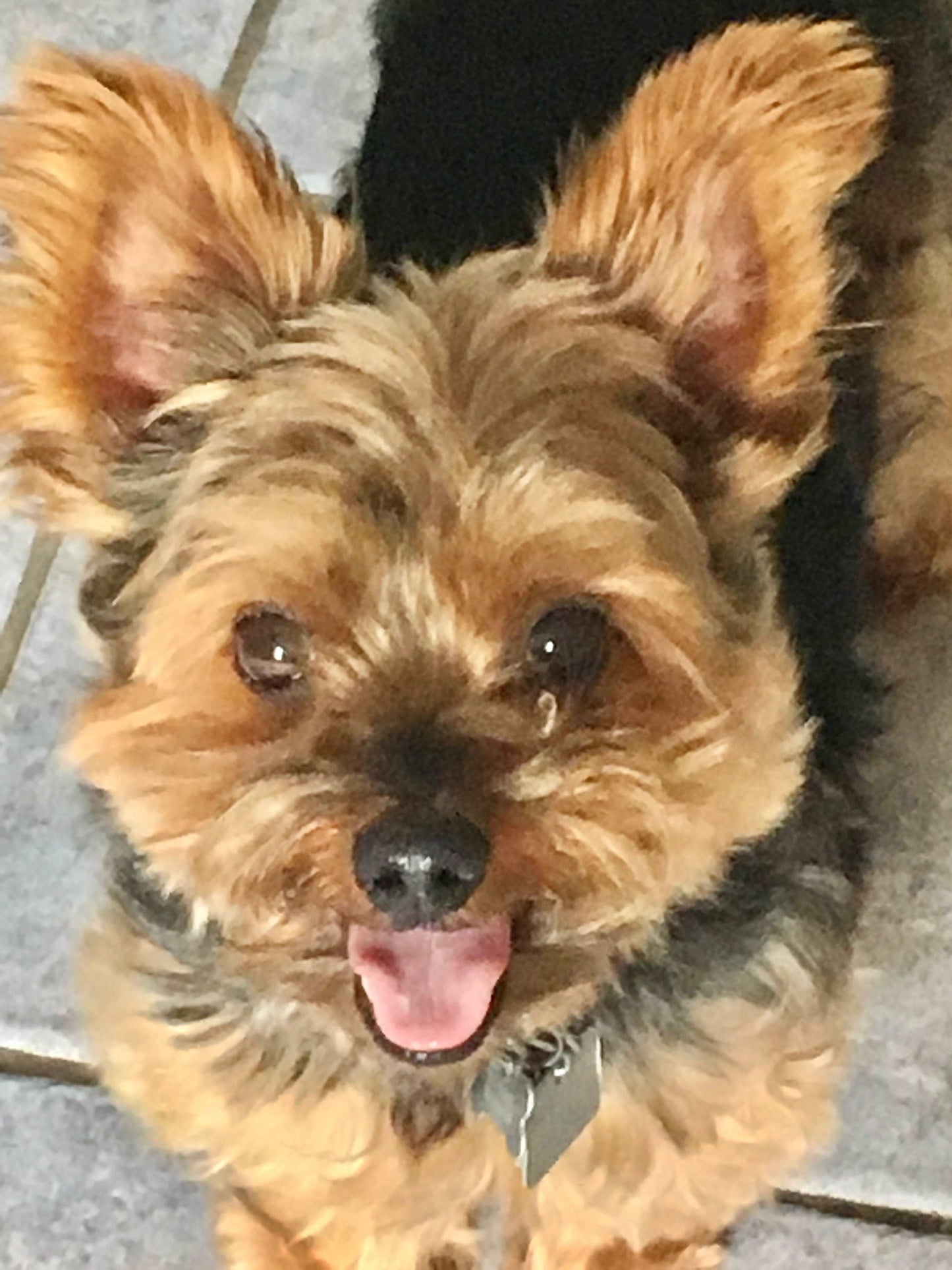 Harry the Yorkie
