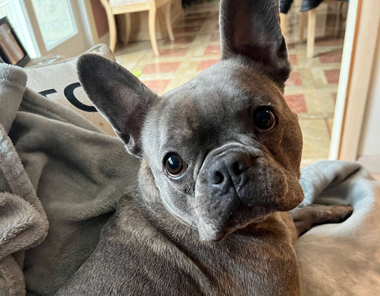 Commissioned Portrait of a French Bull Dog