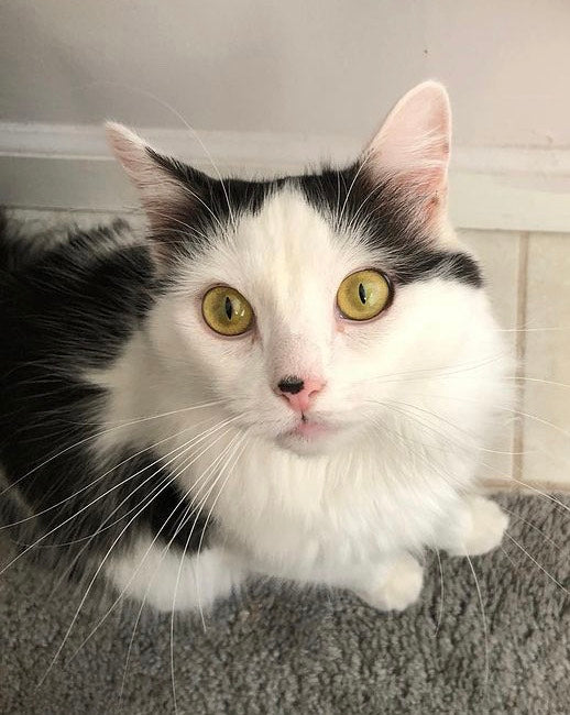 Amelia the Beloved Cat