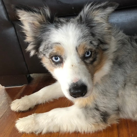 Gunner The Australian Shepherd