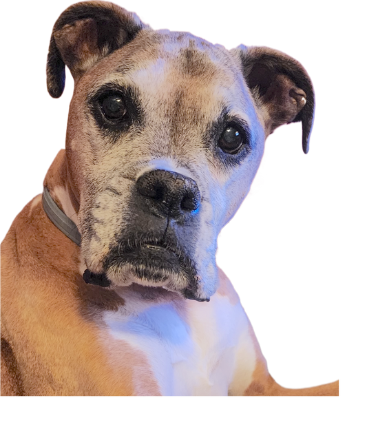 Ranger My Beloved Boxer - RIP