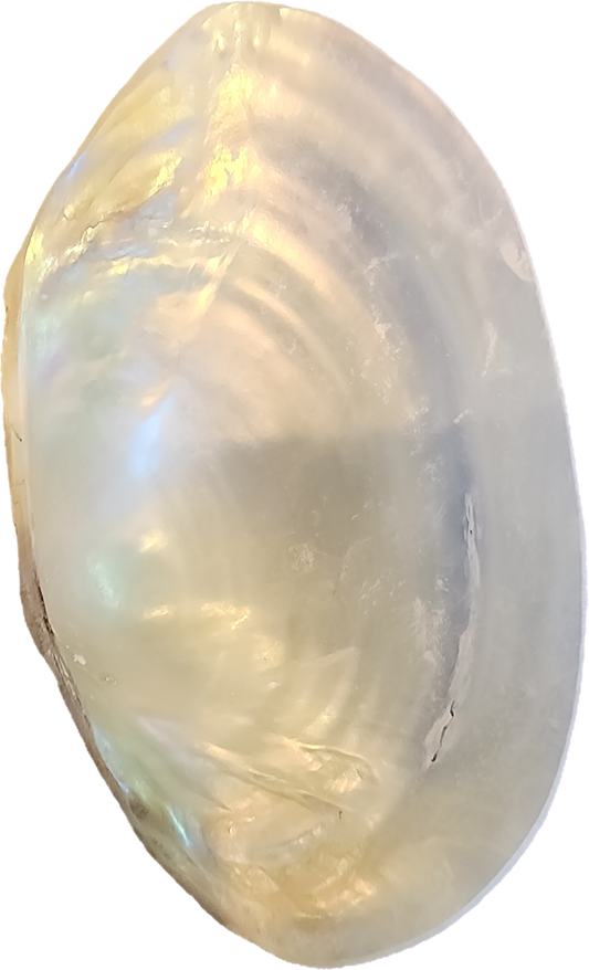 Woodland Aminals Deer Family