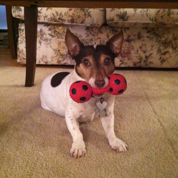 Brownie the Jack Russell Terrier
