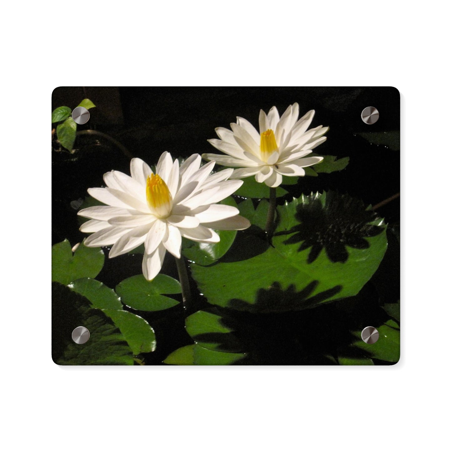 Water Lilies Acrylic Wall Art Panels