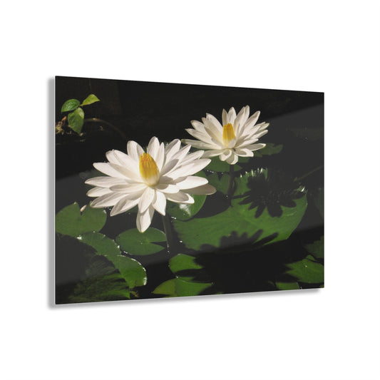 Water Lilies Photograph Acrylic Print