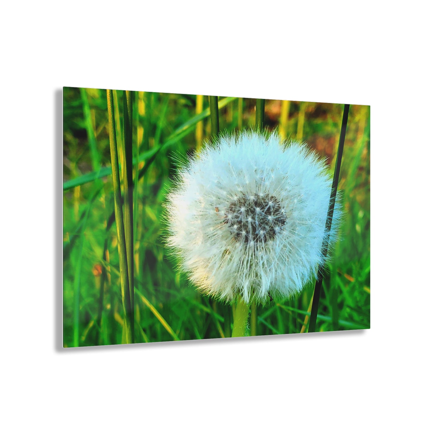 Dandelion Seed Head Photograph Acrylic Print