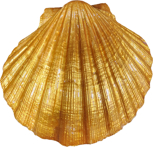 Peacock Clam Shell Trinket Dish