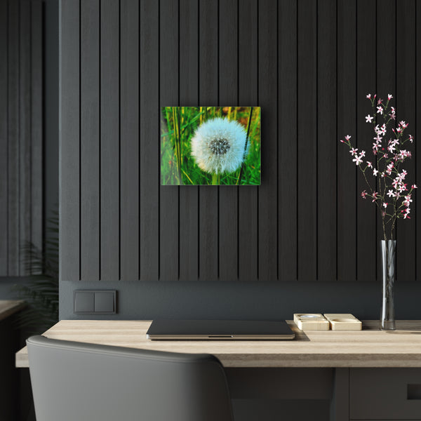 Dandelion Seed Head Photograph Acrylic Print