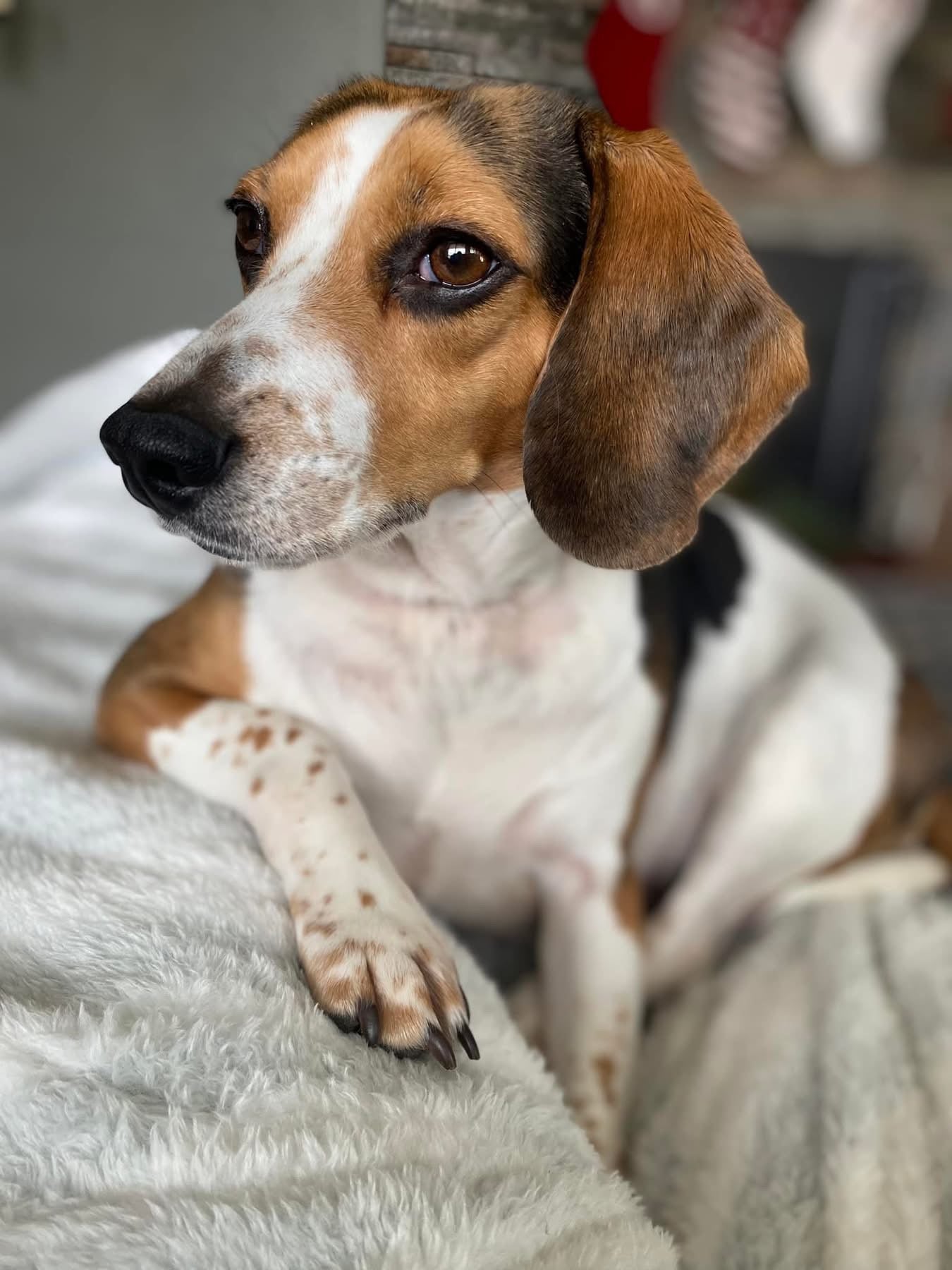 Close-up of a brown and white beagle resting on a soft blanket, showcasing its curious expression.