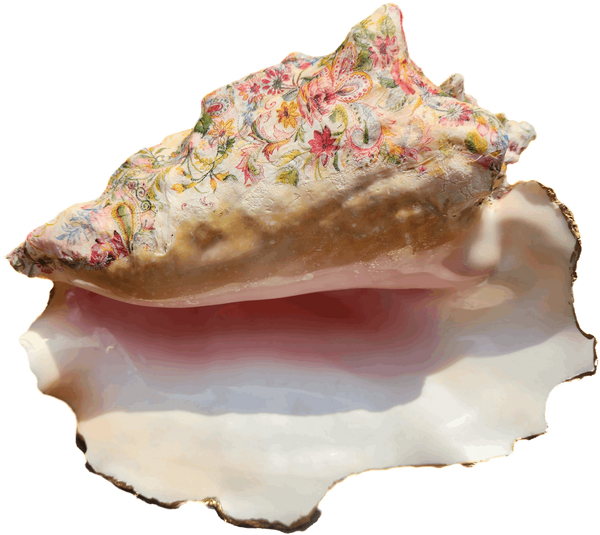 Elegant Colossal Conch