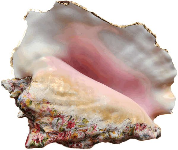 Elegant Colossal Conch