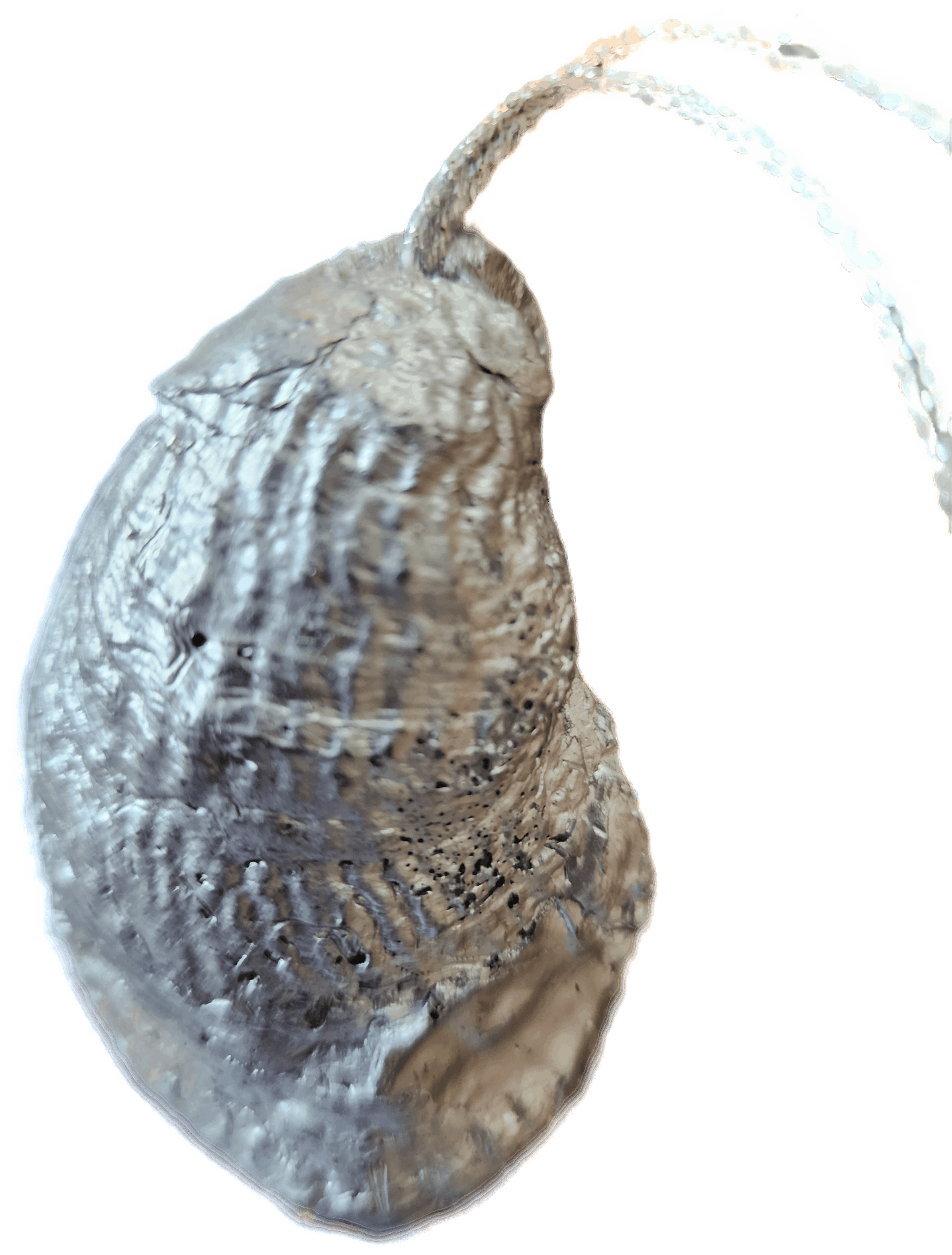 Donkey Oyster Ornament