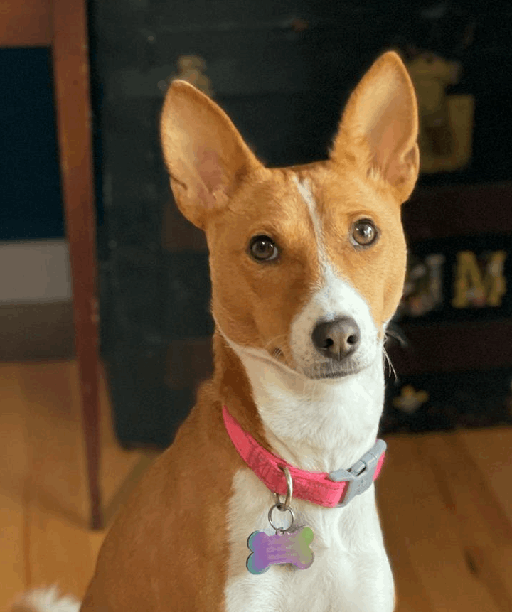 Dog Portrait of Topanga the Basenji