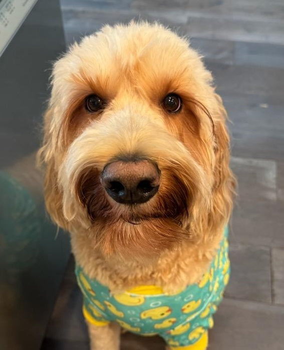 Golden doodle dog wearing a cute yellow duck-patterned pajama in turquoise color.