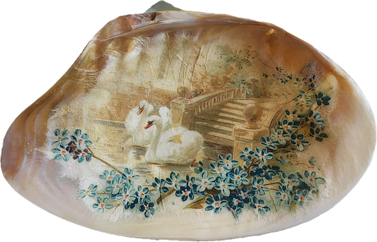 Mother of Pearl Shell