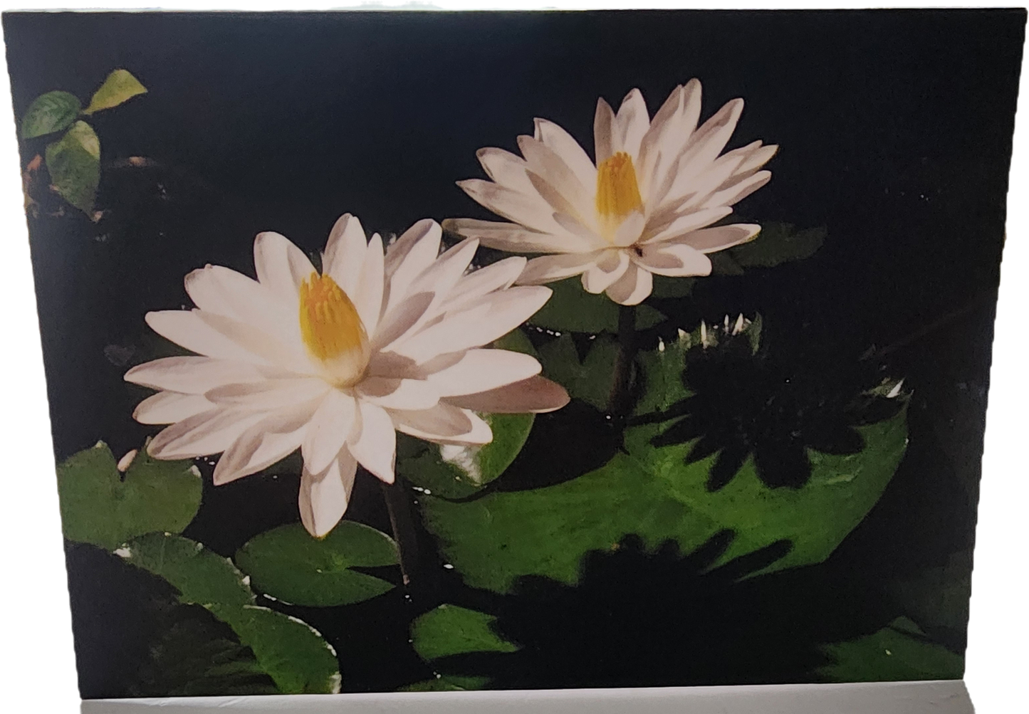 Water Lily Folded Tent Card