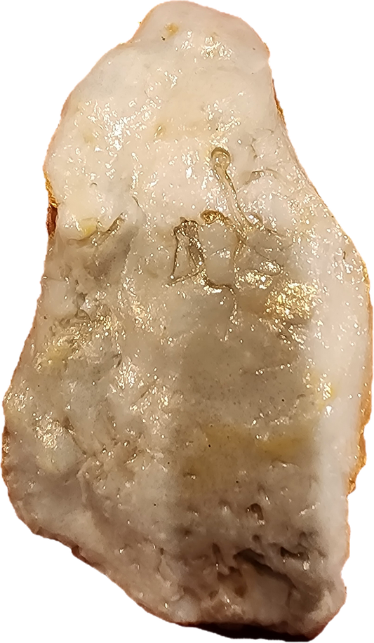 Daisy Patch Oyster Shell Ornament