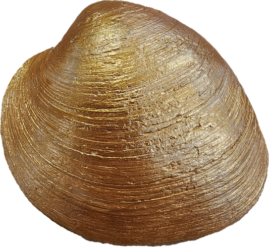 Blue Bird Trinket Dish/Soap Dish