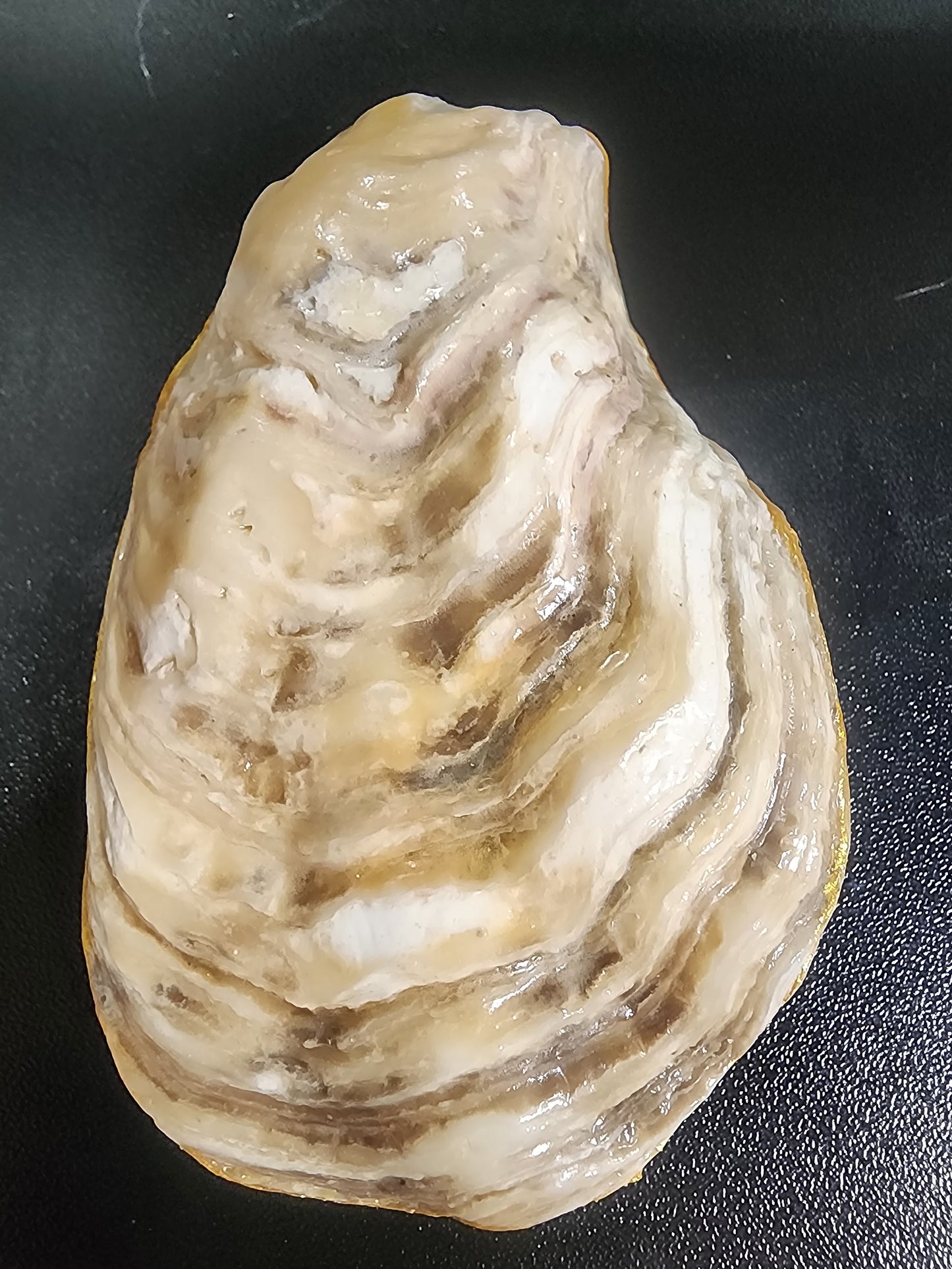 Brown Horse Oyster Shell