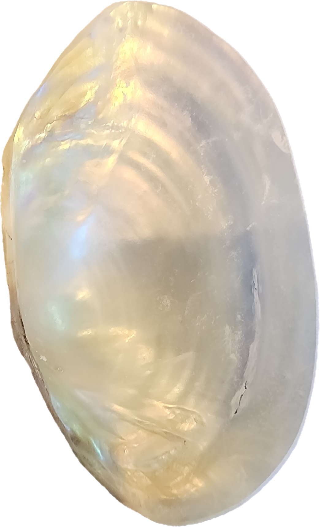 Woodland Aminals Deer Family